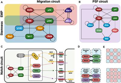 “In medio stat virtus”: Insights into hybrid E/M phenotype attitudes